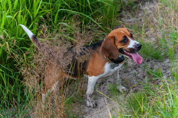 One tired hunting dog looking like golden or brown beagle stays in reed thickets near the water
