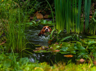 Golden brown wet beagle dog swims and splash while crossing small garden pond with water lilies