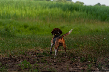 Naklejka na ściany i meble One strong brown or golden beagle dog stays outside in the field, back view in the dusk light