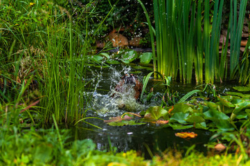 Golden brown wet beagle dog swims and splash while crossing small garden pond with water lilies