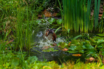 Golden brown wet beagle dog swims and splash while crossing small garden pond with water lilies