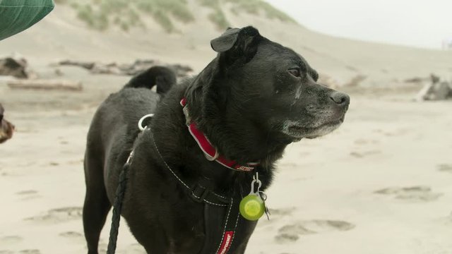 A slow motion shot of a black dog covered in sand on the beaches of Oregon on a cloudy day.