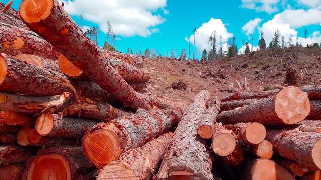 MONTAGNA CATASTE LEGNA 02