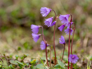 Closeup of alpine snowbells in the Austrian Alps
