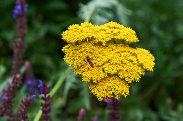 Blooming cultivar yarrow (Achillea filipendulina 'Coronation Gold') in the summer garden © Alvydas