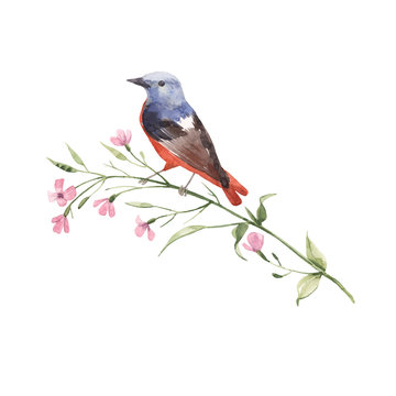 Watercolor bird on the flower