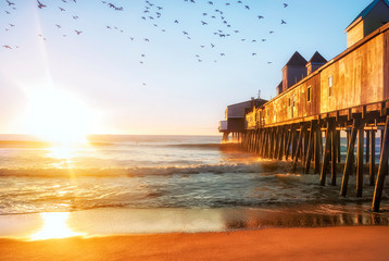 Bird sea gull in the rays of a golden sun on the sandy beach of the Atlantic Ocean. USA. Maine. © Ann Stryzhekin