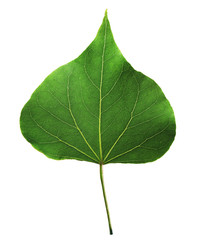 Tropical pagoda-shaped foliage isolated on white background