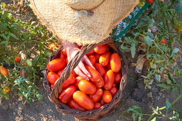 girl collecting pear tomato.