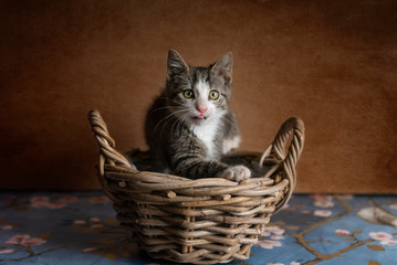 Fototapeta na wymiar kitten in a basket