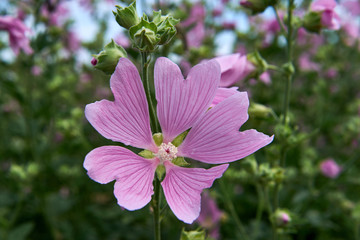 Purple Flower Field.Malva sylvestris flowers.