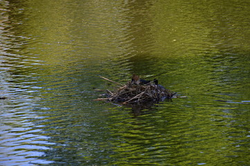 Schlosspark Charlottenburg, Berlin