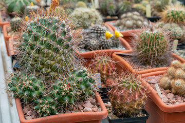 Decorative green cacti with sharp spines.