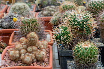 Decorative green cacti with sharp spines.