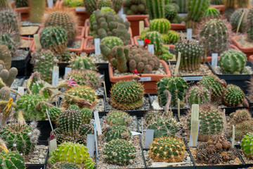 Decorative green cacti with sharp spines.