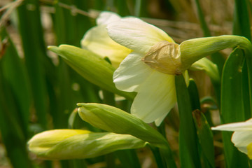 Obraz premium Image of a budding narcissus