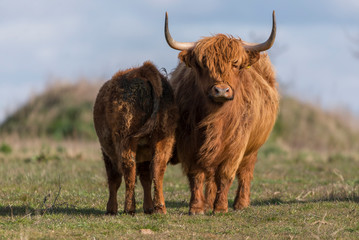 highland cow on pasture