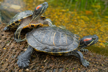 Freshwater turtles on the shore near the water.