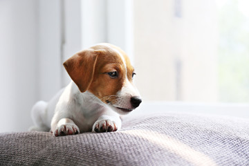 Cute two months old Jack Russel terrier puppy with folded ears lying on a windowsill. Small adorable doggy with funny fur stains on pillow, sun beam from window. Close up, copy space, background.