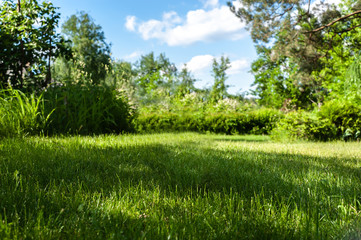 Natural green garden background with focused grass on front and blurred shrubs and trees on the back, under blue sky with cute white clouds
