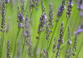 Selective focus background of lavender stalks