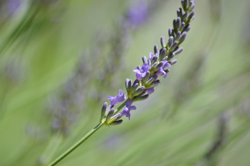 Selective focus background of lavender stalks