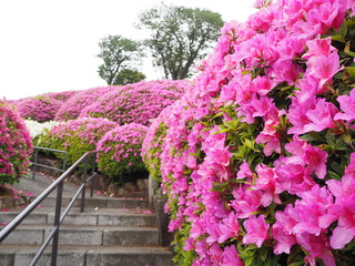 the azalea flower garden