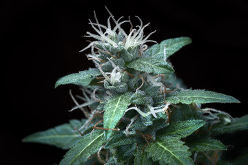 cannabis bud with trichomes on black background