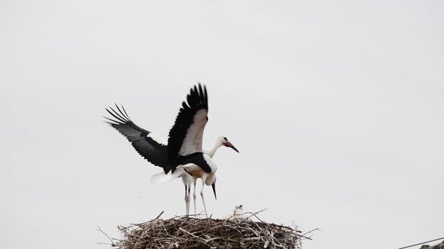 Jungst&ouml;rche trainieren die Fl&uuml;gel