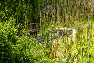 Water flows from the outlet pipe to the lake with reeds