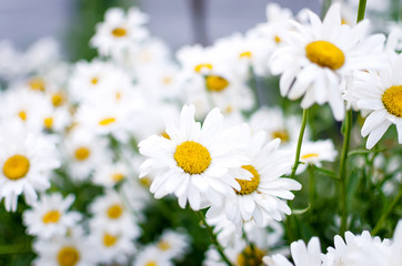 Fototapeta na wymiar Summer Field of daisy flowers