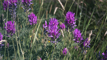 Astragalus onobrychis. Blossoming Astragalus onobrychis.  Honey plant. Selective focus.