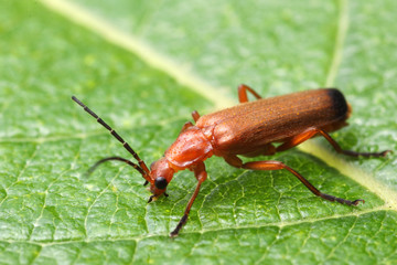 Rhagonycha fulva