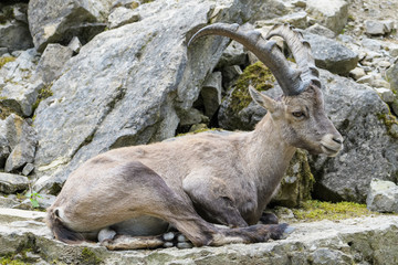 Closeup of an alpine ibex