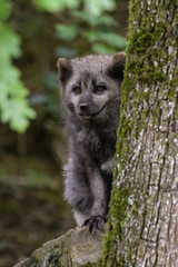Arctic fox with summer fur hiding behind a tree