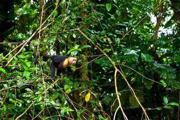 WHITE HEADED CAPUCHIN - MONO CAPUCHINO CARIBLANCO (Cebus capucinus), Tortuguero National Park, Costa Rica, Central America, America