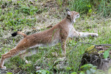 European lynx looking for prey