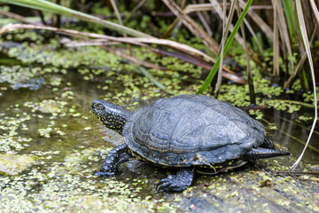 European swamp turtle on a log in a lake