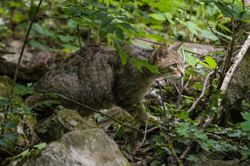 European wild cat stalking its prey