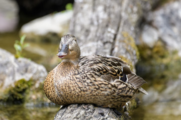 Female mallard duck on its nest