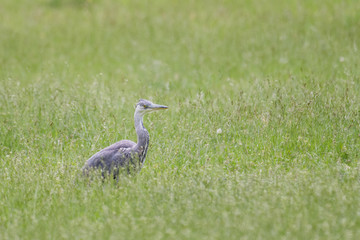 Grey heron looking for prey in a meadow