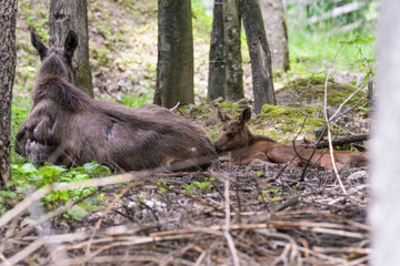 Moose calf with its mother in a forest