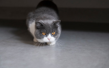 British shorthair lying on the ground, indoor shot