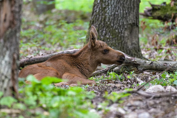 Moose calf in a forest