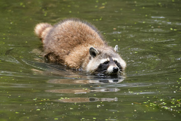 Raccoon looking for food in a lake