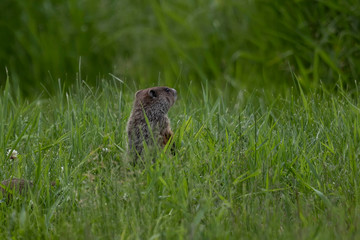  Groundhog (Marmota monax), also known as a woodchuck on the meadow.