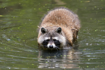Naklejka na ściany i meble Raccoon looking for food in a lake