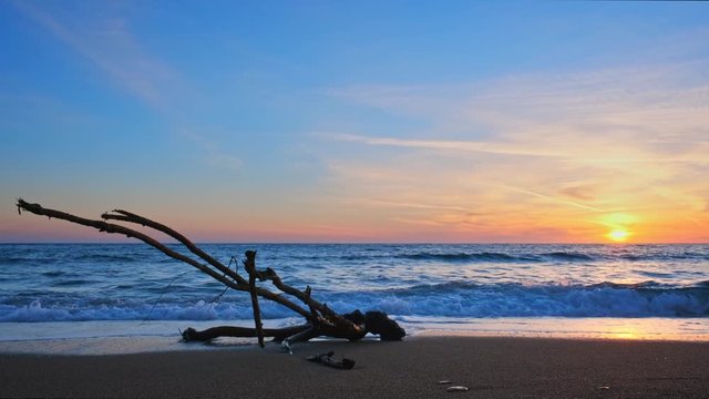 Оld wood trunk snag in water at tropical beach on beautiful sunset