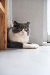 British shorthair lying on the ground, indoor shot