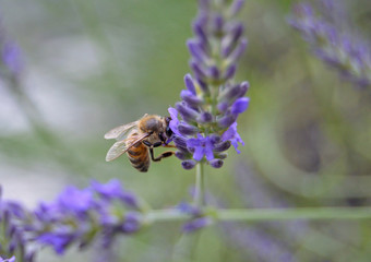 Bee feeding on lavender flower